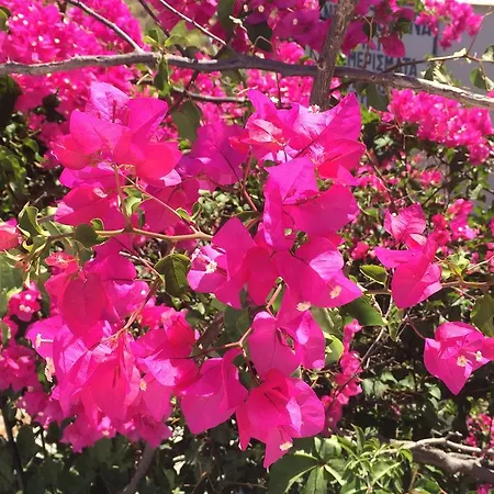 Apartment Marathi Apartments Marathion